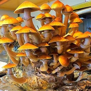 Golden Teacher (Print)