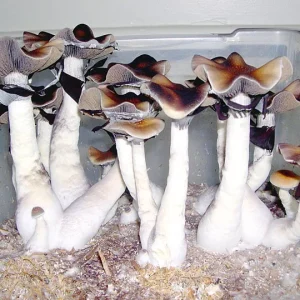 African Transkei (Print)