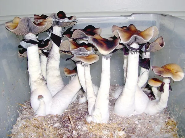 African Transkei (Print)