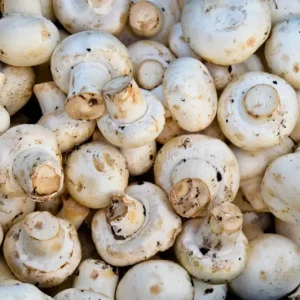 Edible Mushroom Cultures