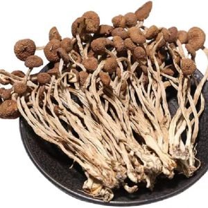 Dried Tea Tree Mushroom