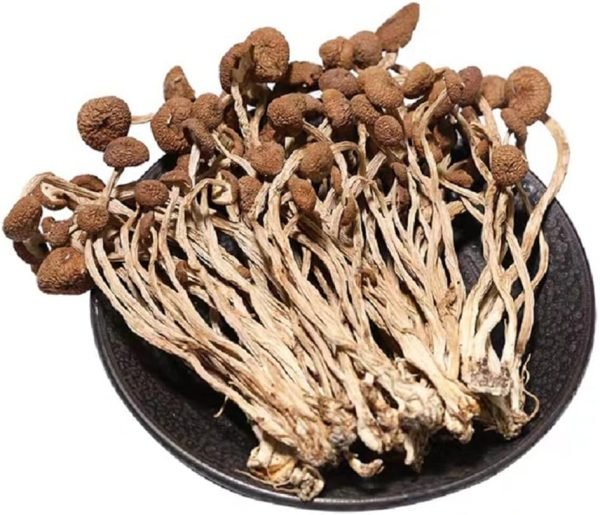Dried Tea Tree Mushroom