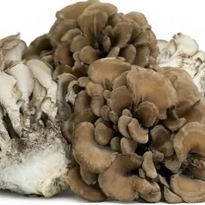 🍄 Maitake (Hen of the Woods)