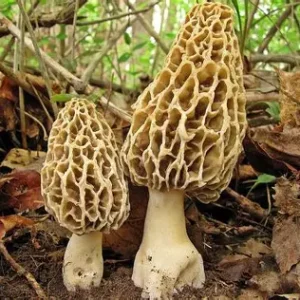🍄 Morchella (Morel)