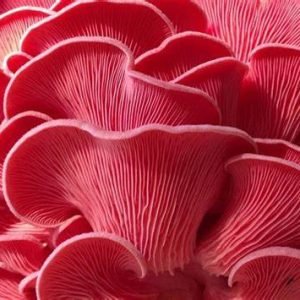 🍄 Pink Oyster