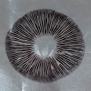 Spore Prints