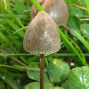 Ps. Semilanceata (Liberty Cap)