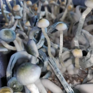 Psilocybe Natalensis