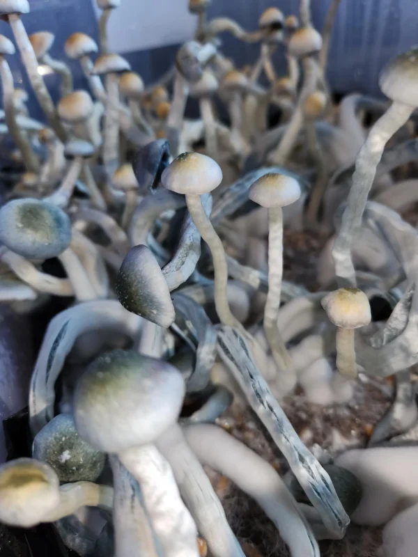 Psilocybe Natalensis