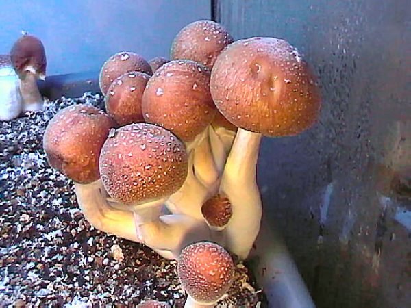 Puerto Rican (Print)