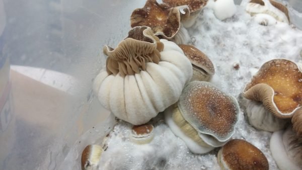 Thai Koh Samui(Print)