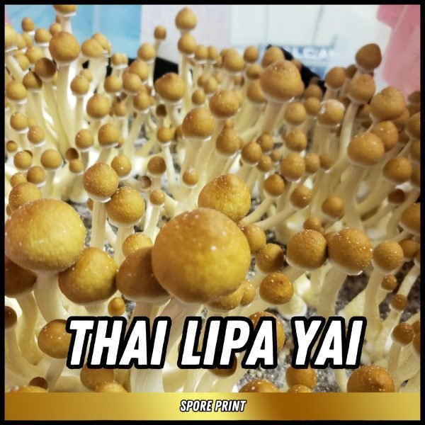 Thai Lipa Yai (Print)