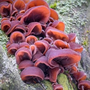 🍄 Hand of Wood (Wood Ear)