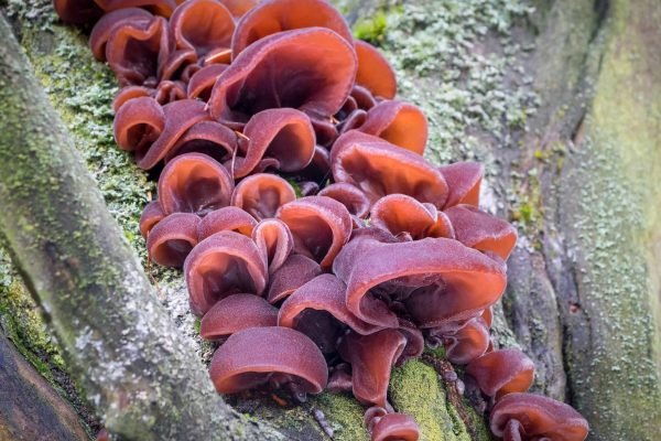 ๐ Hand of Wood (Wood Ear)