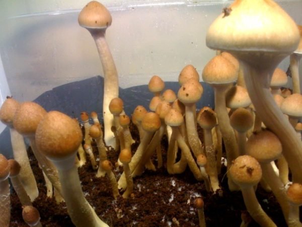 Chitwan Nepal (Print)