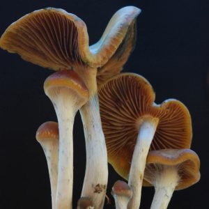 Psilocybe Cyanescens