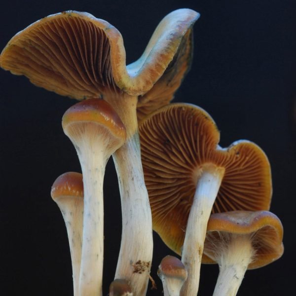 Psilocybe Cyanescens