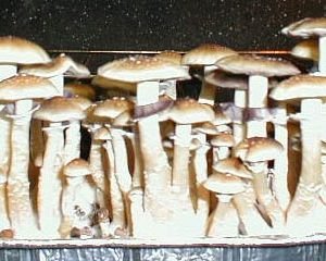 South American (Print)