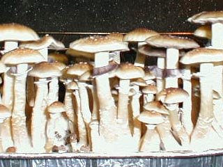 South American (Print)