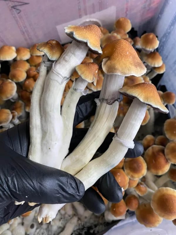 Tidal Wave Cubensis