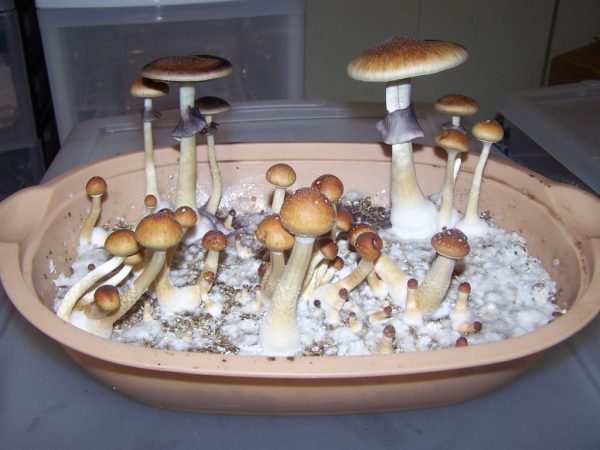 Treasure Coast (Print)